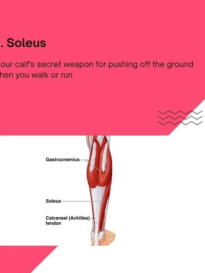 An anatomical view of the Soleus muscle, your calf's secret weapon for pushing off the ground.
