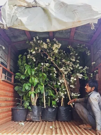 Dispatching a truckload of large plants, including flowering white Bougainvillea, always makes our clients happy. We can supply plants in wholesale quantities for large projects.