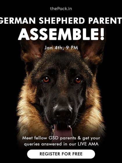 Zoella Dog Training - Behavior Modification My Certifications & Workshops photo 5