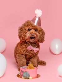 Pet Event Photography