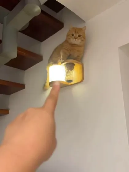 The moment of realization. This series shows the story of a cat who climbed a bit too high and needed a helping hand to get down.