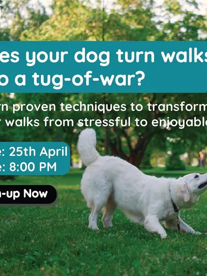 A promotional image for my leash pulling workshop. Many owners struggle with their dog turning walks into a tug-of-war, and my online sessions provide proven methods to transform this stressful experience.