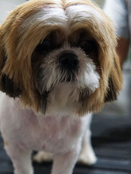 Tail It Easy - Mobile Pet Grooming Transformations: Before & After photo 7