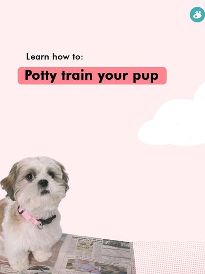 Garima Tomar - Board and Train Programs Puppy Foundations photo 3