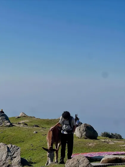 Making friends with the local residents on the Triund trail. The mountains are full of gentle souls.