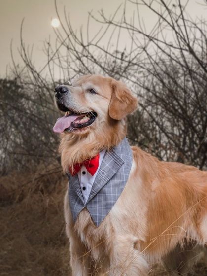 WoofWoof Stories - Commercial Pet Photography Pet Apparel & Accessories photo 20