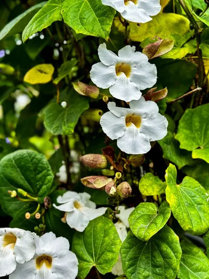 Meet India’s own ‘Clock Vine’, the Thunbergia grandiflora alba. This vigorous, low-maintenance climber cascades with snow-white blooms, transforming trellises into lush havens.