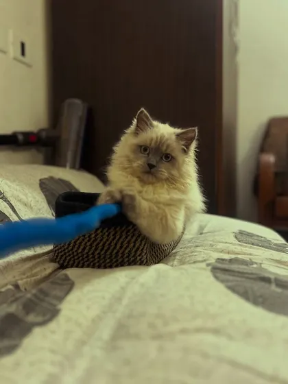 Chameli, a beautiful kitten, playing with a toy on the bed. Play is a great way to build trust and help a cat feel at home.