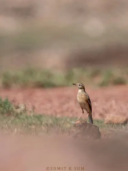 A Paddyfield Pipit in a dreamy background at Odhani Dam, Bihar.