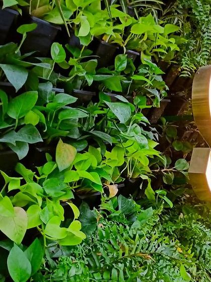 Multiplex Urban Green - Landscape & Garden Services Vertical Gardens & Office Greenery photo 9