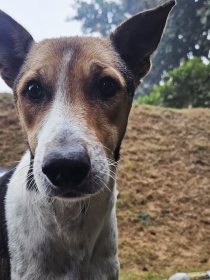 The soulful eyes of Nitro, another one of our wonderful Indie guests.