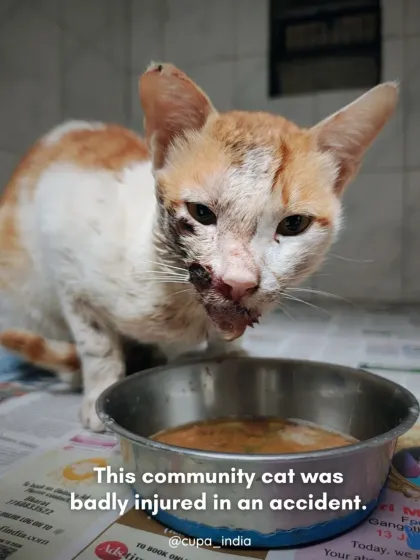 Cupa - Emergency Animal Rescue & Treatment Cat Rescue & Recovery Stories photo 3