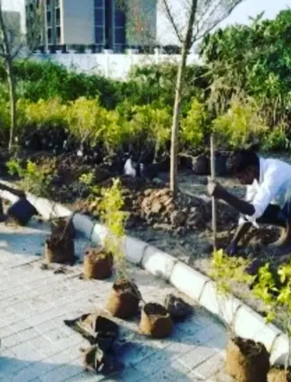 Our team carefully planting young saplings along a paved edge. We take care to ensure each plant is properly placed for healthy growth.