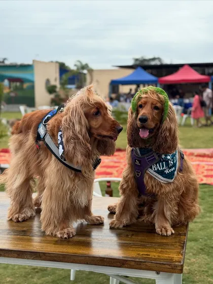Posto making a new friend at the resort. Socializing is an important part of a dog's life.