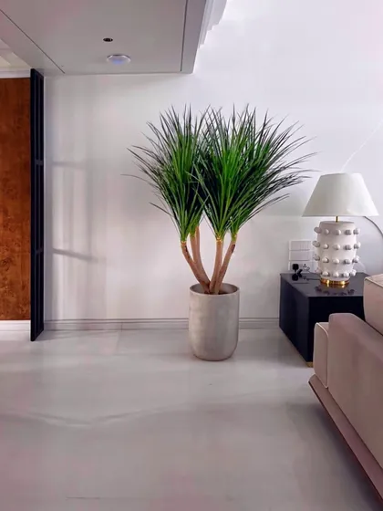 This is minimalism understood perfectly. A multi-headed Draco plant stands with quiet confidence, its sharp leaves creating a beautiful contrast against the clean white walls. It’s proof that a single, well-chosen plant can complete a room.