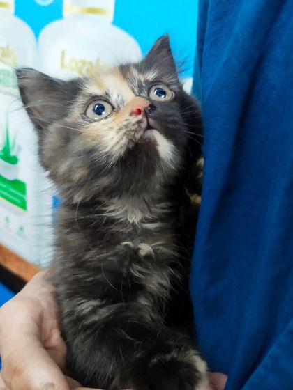 Looking up with wide, trusting eyes. I ensure all the grooming products I stock, like the puppy shampoos seen here, are tear-free and made with natural ingredients that are safe for your youngest pets.