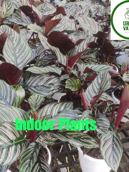 A large batch of Calathea Ornata, showing their consistent beauty.