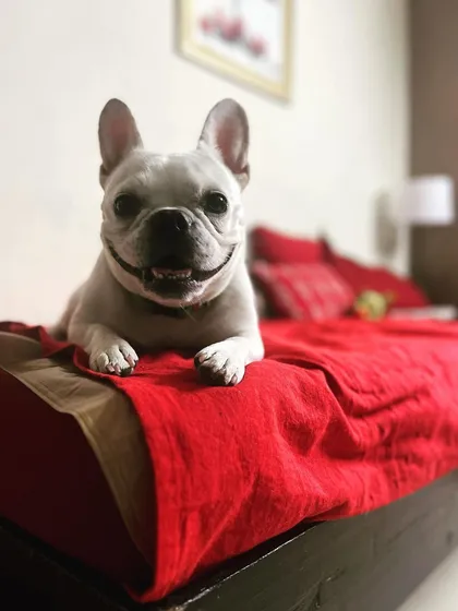 This is the happy face of a dog on a 'dogcation'. Fleur, a regular guest, knows she can make herself right at home on any bed she chooses. My goal is always to provide a stress-free, kennel-free experience.
