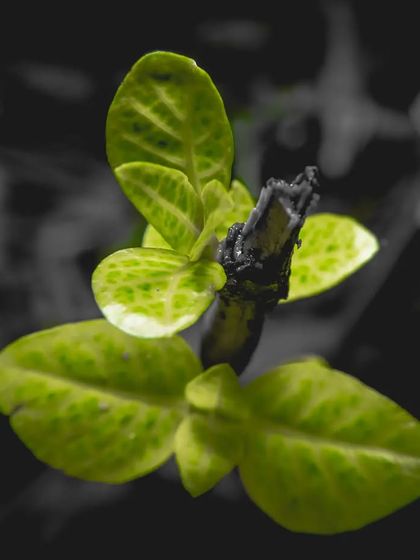 Zahid Moledina - Photography The World Up Close: Nature & Macro photo 42