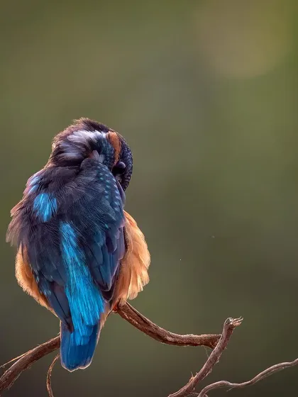 A Blue-eared Kingfisher, seen from behind, preens its stunning blue and orange feathers. This image focuses on the texture and color patterns of the bird in a moment of quiet self-care.