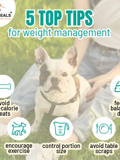 Managing your dog's weight comes down to these five key tips: avoid high-calorie treats, encourage exercise, control portion sizes, feed a balanced diet, and avoid table scraps.