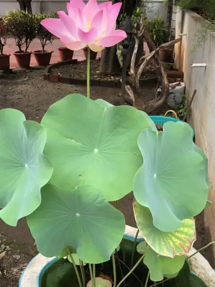 A magnificent pink Lotus flower rising above its large green pads in a water pot. I can help you set up your own aquatic garden.