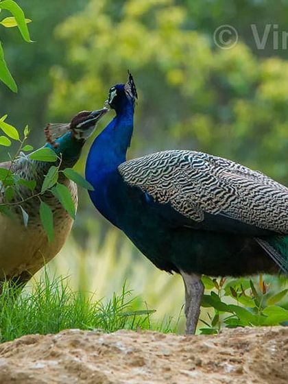 On the festival of Karwa Chauth, wives fast for the long life of their husbands. In this image, it appears as if the peahen is offering food to the peacock, like a wife breaking her fast. It is a beautiful connection between our traditions and the natural world.