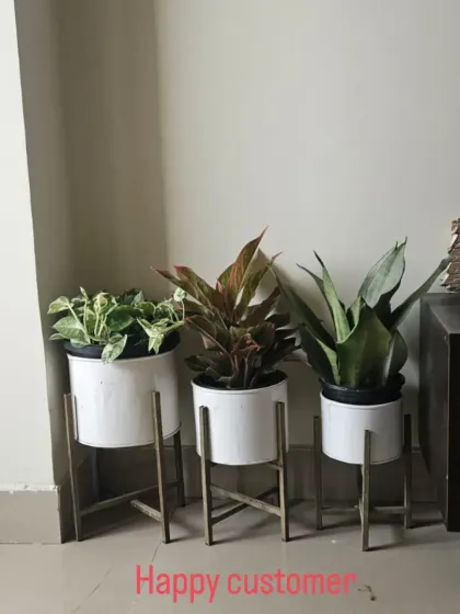 A set of three indoor plants (Pothos, Aglaonema, and Snake Plant) in modern white planters with stands, delivered to a happy customer.