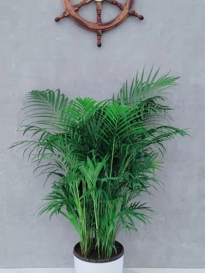 An Areca Palm placed against a textured grey wall adds a soft, elegant touch to this room. Known for its excellent air-purifying qualities and graceful, feathery fronds, it's a popular choice for brightening corners and creating a fresh, welcoming feel in reception areas or living rooms.