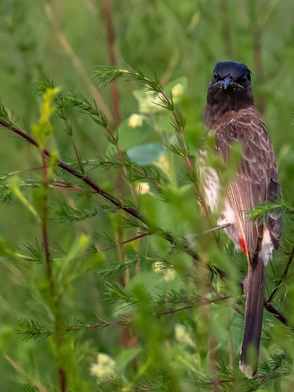 Another view of the Red-vented Bulbul, this time looking directly at the camera with an intense gaze. The red undertail coverts, which give the bird its name, are just visible.