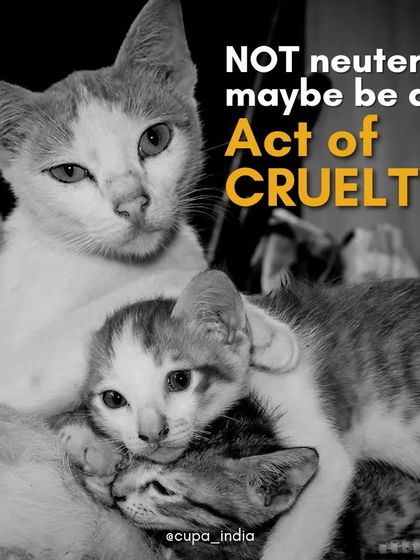 Cupa - Spay/Neuter & Animal Birth Control Our Cat Sterilization Program (TNR) photo 16