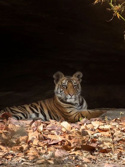 The legendary tigress Solo and one of her cubs in Bandhavgarh a few years ago, a quiet moment with a famous matriarch.