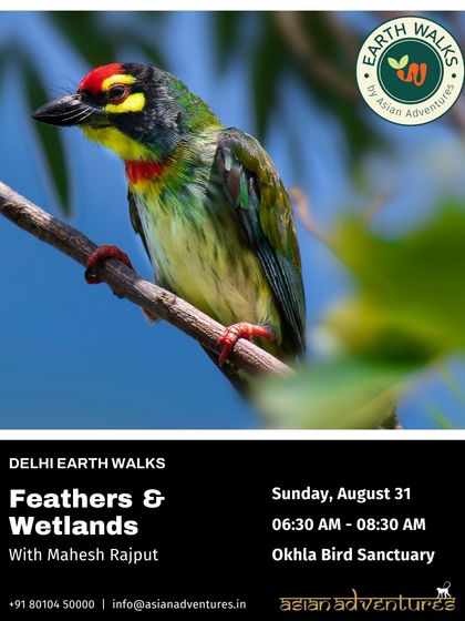 Urban Bird Watching photo 13