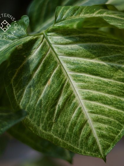 The beautiful, natural pattern of a leaf from one of our many indoor plants, bringing life and color to the space.