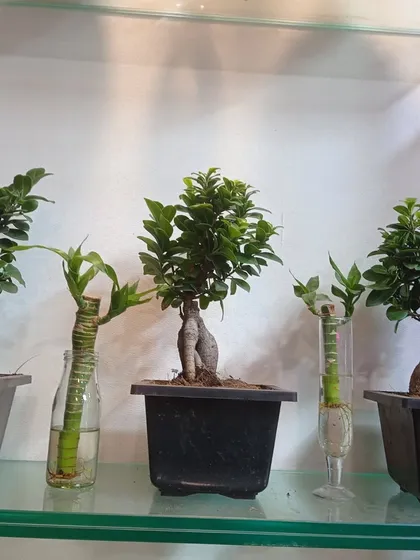A mini Ficus bonsai next to a Lucky Bamboo plant. This shows how you can mix different types of indoor plants for an interesting display.