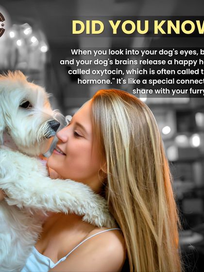 Did you know that looking into your dog's eyes releases oxytocin, the "love hormone," in both of you? It's a special connection that science can explain but only the heart can truly feel.
