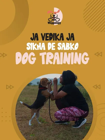 A fun, Bollywood-inspired graphic promoting my exclusive Dog Training Webinar. This was a great opportunity for pet parents to learn foundational techniques and ask me questions live.