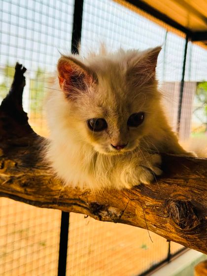 Fluffy Paws Pet Resort - Pet Boarding & Daycare The Cattery: A Dog-Free Sanctuary photo 19