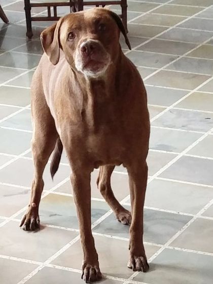 Welcome to the family, Hotdog. This handsome boy is one of the newest members of my client pack, and I'm so happy he's enjoying his fresh, home-cooked food.