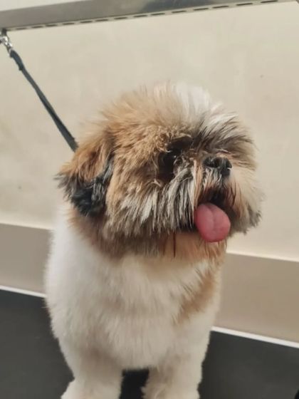 This Shih Tzu is ready for its pampering session. We ensure all pets are safely and comfortably secured on the grooming table.