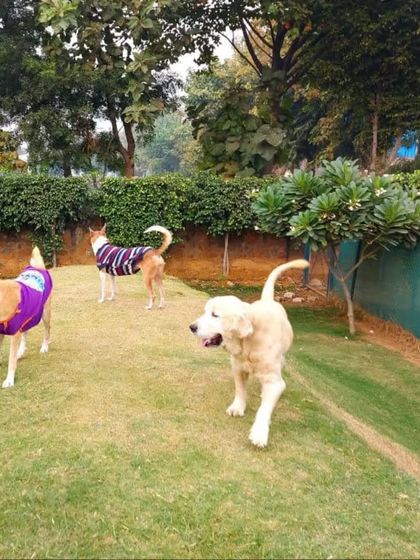 A group of dogs of various breeds walking together up a grassy hill.