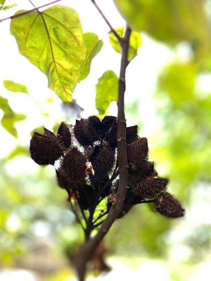 Did you know many plants used for natural dyes also have medicinal benefits? We believe that using natural dyes not only creates beautiful, earthy fabrics but also makes them healthier for your skin.