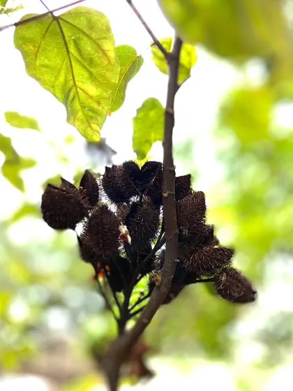 Did you know many plants used for natural dyes also have medicinal benefits? We believe that using natural dyes not only creates beautiful, earthy fabrics but also makes them healthier for your skin.