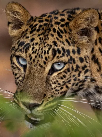 This is Maya, a stunning female leopard from Rajaji National Park. After hours of waiting, I was rewarded with this intense gaze and a clear view of her piercing blue eyes, a rare trait that makes this sighting truly once in a lifetime.