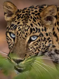 Wildlife Photography Tours