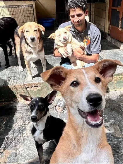 A group of happy rescue dogs at an animal shelter. This is where the proceeds from my charity calendar go, giving dogs like these a second chance.