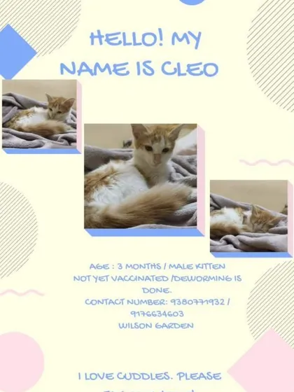 An adoption poster for Cleo, a 3-month-old male kitten from Wilson Garden who loves cuddles.