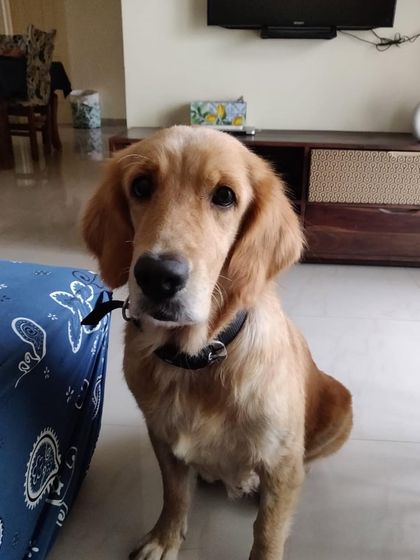 PL Paws - Animal Rescue & Rehabilitation Happy Tails: Our Adoption Stories photo 51