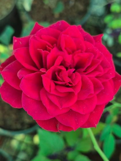 A close-up of a stunning, deep red rose blooming at our garden center. Its velvety petals and rich color make it a timeless choice for any garden.