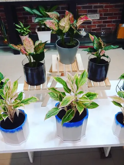 An arrangement of different Aglaonema varieties in various pots. We help clients choose the right plant and pot combination to match their decor.